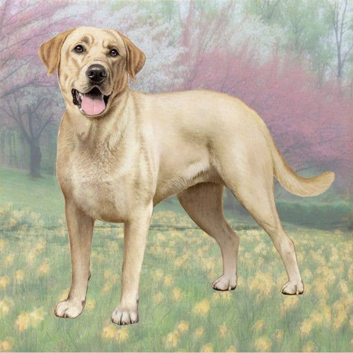 Labrador Yellow Square Coaster - Premium from E&S Pets - Just $4.95! Shop now at Pat's Monograms