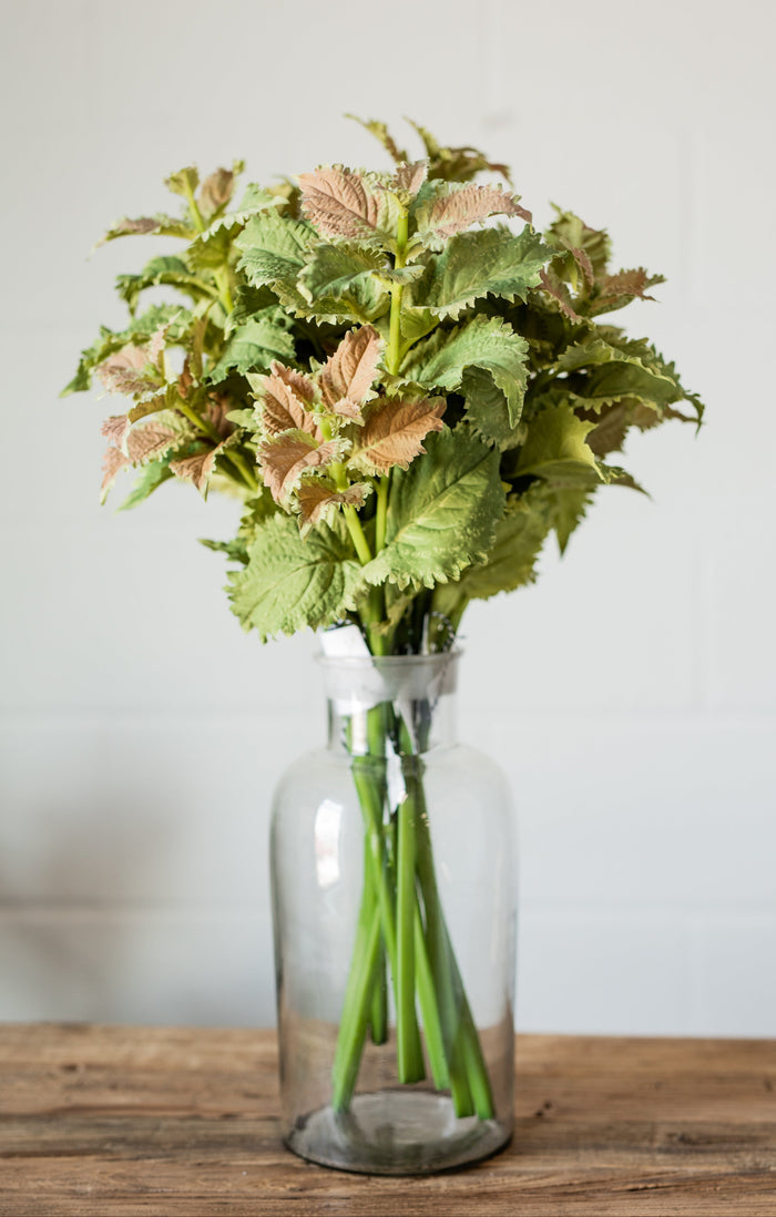 Coleus Stem