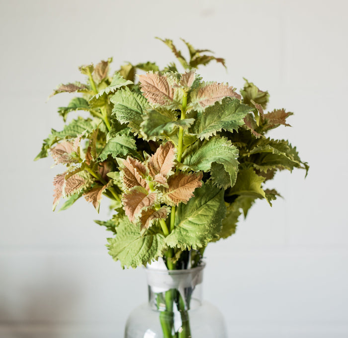 Coleus Stem