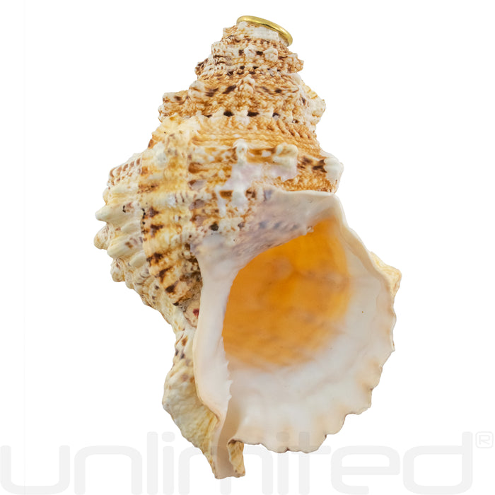 Imperfect - PAIR of 9.5" Frog Horn Conch Shells