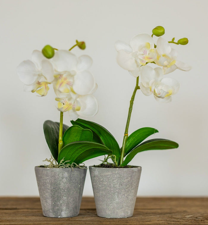 Mini Potted Phalaenopsis